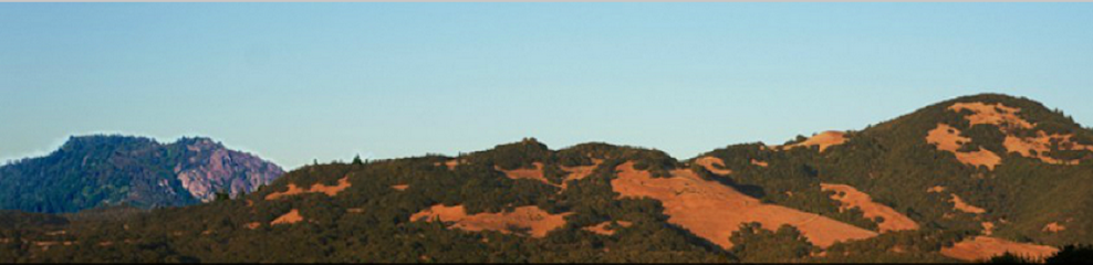 Kiddoo Insurance: Kiddoo Steven